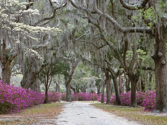 Đường hoa ở Savannah, bang Georgia, Mỹ